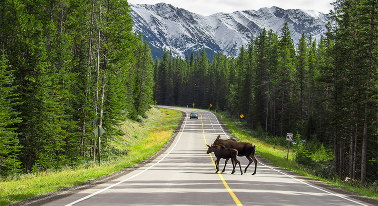 Kanada Alberta Kananaskis Country Elche Foto Corey Myke